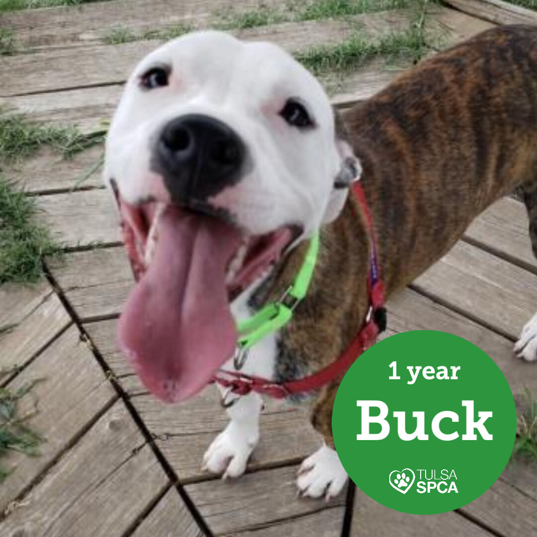 Buck
